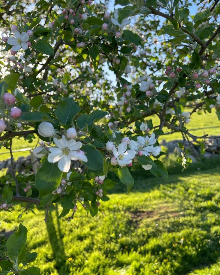 Blueberry Fields Bed & Breakfast Jefferson Esterno foto