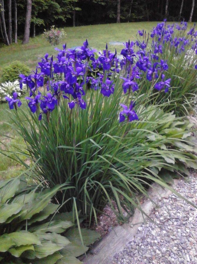Blueberry Fields Bed & Breakfast Jefferson Esterno foto